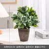Estilo Nórdico Ins Plantas em Vasos Criativas para Jardim Internas e Externas Plantas Verdes Decorativas Plantas em Vasos Vintage Atacado