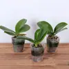Florindo com botões, orquídeas de sala de estar de outono e inverno, mudas grandes, plantas de interior, fáceis de cultivar em todas as estações