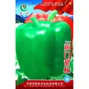 Sementes de Berinjela Pimentão Campo Agrícola Horta Plantio Pastoral Vegetal Sementes de Pimentão Verde Espesso Carnudo Picante Doce Médio Maturação Precoce