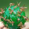 Bola para Atrapar Moscas, Bola para Atrapar Moscas, Mosca Pequeña de Cítricos, Mosca Grande