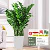 Maceta Grande Oficina Maceta Verde Grande Sala de Estar Adornos de Hojas Redondas Cadena de Dinero Árbol de Dinero de Piso Planta en Maceta Sacudir Nai Wang Casa