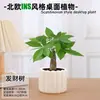 Las plantas en maceta son fáciles de cuidar en las salas de estar interiores.; plantas verdes hidropónicas, bonsáis creativos, plantas de la suerte, plantas pequeñas en maceta y árboles de la fortuna son todas excelentes opciones