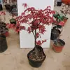 Dropshipping China Japão Bordo Vermelho Planta em Vaso Dançarina Vermelha Três Estações Folhagem Vermelha Pequeno Bonsai Interior Pátio Varanda Escritório