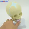 Modelo de Calavera para Cabeza de Bebé Modelo de Calavera para Niño Pequeño Calavera Pequeña Pediátrica con Base Esqueleto Giratorio