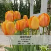 Bulbos de Tulipán, Bulbos de 5 Grados, Semillas de Flores, Adecuados para Cultivo en Tierra/Hidroponía, Resistentes al Frío, Germinación Rápida, Fáciles de Cultivar en Jardines y Balcones, y Fáciles de Sobrevivir