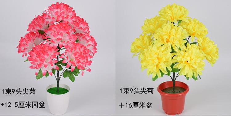 9头尖菊_07.jpg