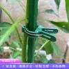 Tomate Tomate Estante Jardinería Flores Plantas Verdes Soporte Fijo Varilla Soporte Balcón Suelo Macetero Berenjena Pimiento Rack para Plantas Trepadoras