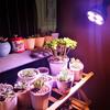 Luz de relleno para plantas par PA 38, foco para crecimiento de plantas, luz LED de espectro completo para flores suculentas, interior transfronterizo