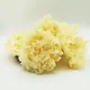 Paquete de Tremella Fuciformis Seca 100g, Personalizable, Nativa de Heilongjiang