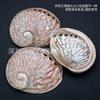 Série Atacado de Conchas de Abalone Grandes Naturais Polidas Ouro Negro da Nova Zelândia Decoração de Casa Ornaments Utensílios para Queimar Sálvia