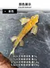 Modelo Nuevo de Fábrica Pez Alado Cola de Tenedor 5.5/6.5cm Paquete kg, señuelo blando para pesca de orilla, señuelo de ala fina reforzado para pescar