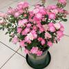 Balcón de Jugo Planta en Maceta Rosa con Capullos Florece Todo el Año Flor de Rosa Rosales Fáciles de Cultivar con Aroma Frutal