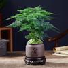 Dropshipping Bambú Arena Púrpura Maceta Planta de Interior Planta Verde de Oficina Bambú Zen Chino Musgo Flores Fáciles de Cultivar