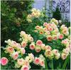 Sementes de Flores de Rosa Trepadeira São Fáceis de Cultivar, Sementes de Plantas Trepadeiras com Pétalas Duplas para Flores de Jardim e Varanda