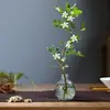 Planta hidropônica nove mil fragrâncias flores plantas em vaso plantas verdes interior sete mil fragrâncias jasmim quatro estações fácil de cuidar mesa plantas verdes preguiçosas