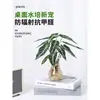 Plantas Hidropónicas de Hada Pequeña Son Plantas en Maceta de Interior Fáciles de Cultivar, Flores Tolerantes a la Sombra para Escritorio de Oficina, Plantas Verdes Mini Cultivadas en Agua