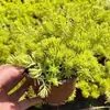 Canteiros de Flores de Pátio de Jardim, Plantas de Cobertura de Solo, Plantas Anãs, Canteiros de Flores de Jardim, Combinações de Plantas Anãs de Cobertura de Solo