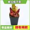 Las plantas carnívoras en maceta son plantas verdes perennes que atrapan y comen insectos, repelen mosquitos y son fáciles de mantener en balcones y en interiores.. Son flores resistentes al calor