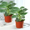 Platina Diamante Vaso Planta Verde Planta de Interior Mesa Fácil de Cuidar Jiboia Hidropônico Purificar Ar Sempre Verde Todas as Estações