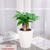 Árbol del dinero en maceta con tronco viejo, planta verde para escritorio de oficina, pequeño adorno de planta con flores, bonsái de hoja perenne para todas las estaciones