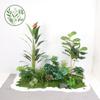 Paisajismo de Plantas Verdes Paisajismo de Balcones Decoración de Plantas Artificiales para Interiores y Exteriores Planta Viajera Plátano Espalda de Tortuga Planta Debajo de las Escaleras Paisajismo