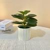 Decoração de Mesa para Casa Escandinava, Planta Verde Ficus em Vaso para Estudo, Restaurante, Flor Artificial com Fio Dourado sobre Fundo Branco, Ornamentos de Bonsai