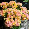 Planta de Kalanchoe en Maceta con Flores Dobles Grandes y Capullos, Flor de Escritorio para Interiores, Planta Verde, Fácil de Cuidar, Florece Todo el Año