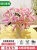 Bulbos de Lirio Huang Tianba con Capullos, Recién Desenterrados, Perenne, Florece en Múltiples Estaciones, Fragante, Adecuado para Jardín y Balcón, Plantas con Flores y Vegetación