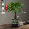 Árvore da Fortuna Planta de Interior em Vaso Terra para Flores Pequeno Bonsai Cultivado em Solo Planta Verde para Sala de Estar Escritório Fortuna Cerâmica Pequena Planta em Vaso