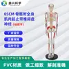 85cm Vem com Início e Parada Muscular de Corpo Inteiro com Modelo de Esqueleto Nervoso de Disco Intervertebral Modelo de Esqueleto Humano Digital Padrão Ensino