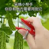Podadera de pulgar para cosecha, tijeras agrícolas pequeñas, cortador de brotes y tallos de uva, herramienta para recolectar frijoles y pepinos