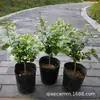 Planta en Maceta de Jazmín de Punta de Pluma Fuertemente Fragante para Interior, Balcón y Sala de Estar, Jazmín de Punta de Pluma de Flor Simple, Tallo Único, Planta Verde