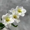 Flor Artificial Nueva 5 Cabezas Rama Única Tulipán Impreso en 3D Xiaohongshu Jardín Monet Paisajismo Boda Salón de Bodas