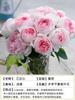Semilleros de Rosas Rojas Grandes para Dropshipping Maceta Pila Vieja Corolla Balcón Patio Flores Extra Grandes Florecen Todo el Año