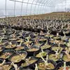 Flor Rosa Velho Tronco Velha Raiz Quatro Estações Vaso Interna Floração Contínua Grande Fragrante Varanda Ornamental Planta Verde Entrega
