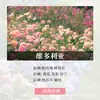 Paquete de Materiales para Velas DIY de Aceite Esencial de Aromaterapia Lámina de Cera Hecha a Mano Difusor de Yeso Fragancia Ligera Fragancia para Hombres y Mujeres