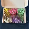 Mini caja llena de flores de flores preservadas, flores secas, materiales florales DIY, suministros para decoración de bodas, venta al por mayor del fabricante de Yunnan