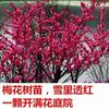 Envío Directo Plantones de Ciruelo Ciruelo Rojo Nativo Hueso Rojo Dulce de Invierno Florales de Jardín Fragantes Plantas Resistentes al Frío Macetas Grandes