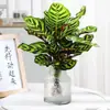 Plantas hidropônicas fáceis de cultivar em ambientes internos Calathea Maçã Verde planta verde planta em vaso adequada para todas as estações sala de estar escritório mesa folhas grandes tolerante à sombra