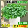 Plantas Verdes de Menta Comestible en Maceta, Hierbabuena Extra Grande para Repelente de Mosquitos e Insectos, Romero de Grado Alimenticio para Cultivo Interior