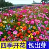 180 Variedades de Sementes de Flores Não Repetitivas, Fáceis de Cultivar em Todas as Estações, Podem Afastar Mosquitos, Adequadas para Varandas Internas e Externas, Distribuição Transfronteiriça