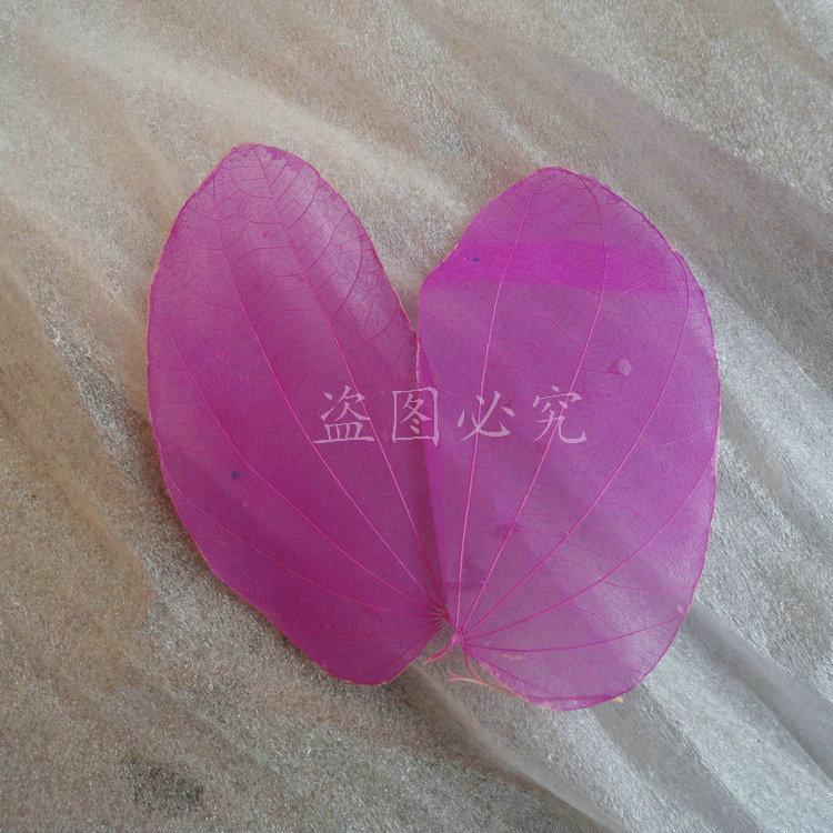 A002紫荆叶脉 (4)