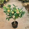 Suministro directo de fábrica plántula en maceta de flor sonriente patio balcón flores de interior sabor Luzhou plantas para admirar flores flores de interior