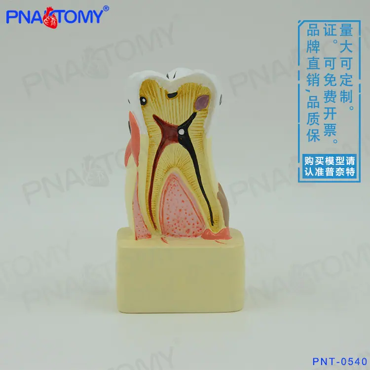 小病理牙01
