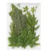 Flores Secas Plantas Artesanato para Jardim Adesivos Folhas Reais Coaster de Resina DIY Porta-Retrato Relevo 21 Peças