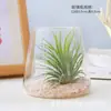 Planta de Aire sin Tierra en Maceta de Mesa para Escritorio de Oficina, Adorno de Regalo de Micro-Paisaje de Fácil Cuidado para Principiantes