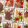 Flores Secas Prensadas Materiais DIY Materiais Decorativos Espécimes de Plantas Feitos à Mão Decoração de Quadro com Flores Prensadas