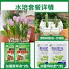Tulipanes Hidropónicos al por Mayor 5 Grados Bulbos Grandes Resistentes al Frío para Invierno Interior/Exterior Fáciles de Cultivar para Principiantes Flores en Maceta Plantas