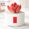 Plantas Suculentas de Interior, Cactos Pequenos em Vasos, Flores, Plantas Verdes, Escritório, Jardim de Infância, Mesa, Suculentas Tipo Cacto