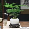 Espárrago Planta de Flor Interior en Maceta Sala de Estar Absorbiendo Cierto Aldehído Bonsái Escritorio de Oficina Perenne Planta Pequeña Verde Fácil de Mantener